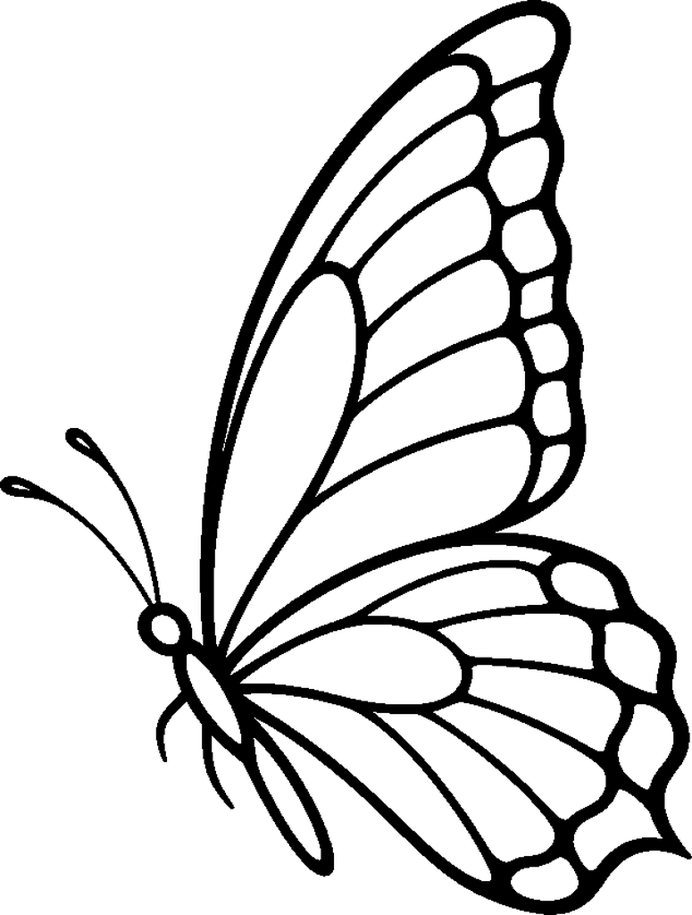 butterfly side